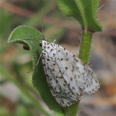 Utetheisa (genus) (A tiger moth) at Banks, ACT - 20 Oct 2025 by MichaelBedingfield