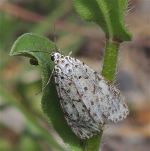 Utetheisa (genus) (A tiger moth) at Banks, ACT - 20 Oct 2025 by MichaelBedingfield