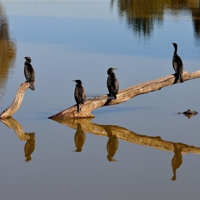 Phalacrocorax sulcirostris (Little Black Cormorant) at Kambah, ACT - 18 Jun 2025 by Paul57