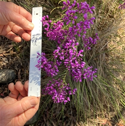 Comesperma ericinum at Wamboin, NSW - Yesterday by davidmcdonald