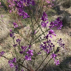 Comesperma ericinum at Wamboin, NSW - Yesterday by davidmcdonald