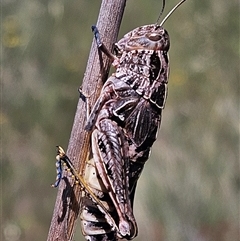 Perunga ochracea (Perunga grasshopper, Cross-dressing Grasshopper) at Denman Prospect, ACT - 6 Nov 2025 by Wolfdogg
