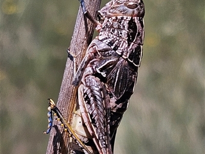 Perunga ochracea (Perunga grasshopper, Cross-dressing Grasshopper) at Denman Prospect, ACT - Yesterday by Wolfdogg