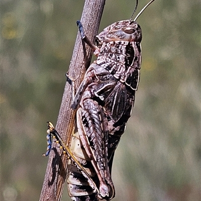 Perunga ochracea (Perunga grasshopper, Cross-dressing Grasshopper) at Denman Prospect, ACT - 6 Nov 2025 by Wolfdogg