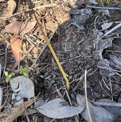 Microtis (genus) (onion orchids) at Higgins, ACT - 5 Nov 2025 by Untidy