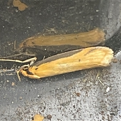 Philobota latifissella (A Concealer moth (Philobota group) at Higgins, ACT - 6 Nov 2025 by Jennybach