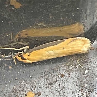 Philobota latifissella (A Concealer moth (Philobota group) at Higgins, ACT - 6 Nov 2025 by Jennybach