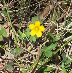 Oxalis (genus) (Wood Sorrel) at Rendezvous Creek, ACT - 6 Nov 2025 by AdamHenderson