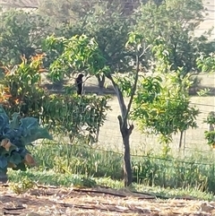 Eudynamys orientalis at Wirlinga, NSW - 6 Nov 2025 by RobCook