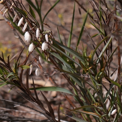 Unverified Other Wildflower or Herb at Bethungra, NSW - 7 Oct 2025 by ConBoekel
