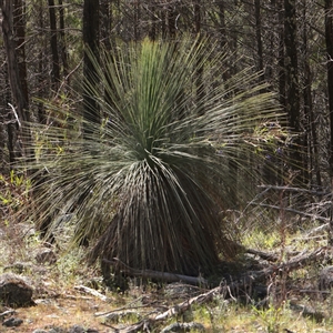 Nassella trichotoma at Bethungra, NSW - 7 Oct 2025 by ConBoekel