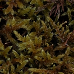 Unverified Moss, Liverwort or Hornwort at Bethungra, NSW - 7 Oct 2025 by ConBoekel