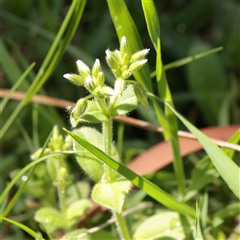 Unverified Other Wildflower or Herb at Bethungra, NSW - 7 Oct 2025 by ConBoekel