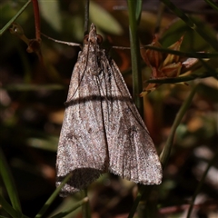Achyra (genus) (Unidentified Achyra) at Bethungra, NSW - 7 Oct 2025 by ConBoekel