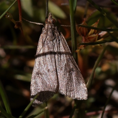 Achyra (genus) (Unidentified Achyra) at Bethungra, NSW - 7 Oct 2025 by ConBoekel