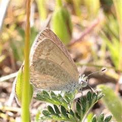 Zizina otis (Common Grass-Blue) at Bethungra, NSW - 7 Oct 2025 by ConBoekel