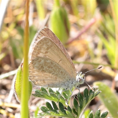Zizina otis (Common Grass-Blue) at Bethungra, NSW - 7 Oct 2025 by ConBoekel