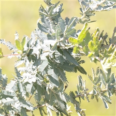 Acacia baileyana at Bethungra, NSW - 7 Oct 2025 by ConBoekel