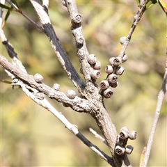 Unverified Other Shrub at Bethungra, NSW - 7 Oct 2025 by ConBoekel