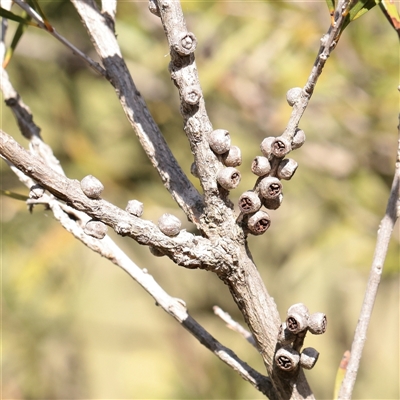 Unverified Other Shrub at Bethungra, NSW - 7 Oct 2025 by ConBoekel