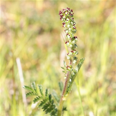 Unverified Other Wildflower or Herb at Bethungra, NSW - 7 Oct 2025 by ConBoekel