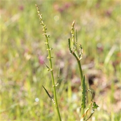 Unverified Other Wildflower or Herb at Bethungra, NSW - 7 Oct 2025 by ConBoekel