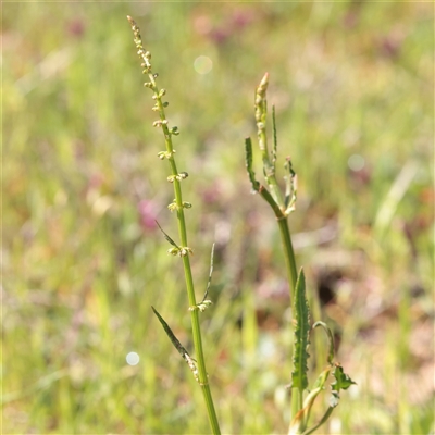 Unverified Other Wildflower or Herb at Bethungra, NSW - 7 Oct 2025 by ConBoekel