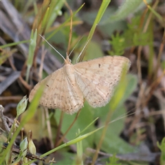 Scopula rubraria (Reddish Wave, Plantain Moth) at Bethungra, NSW - 7 Oct 2025 by ConBoekel