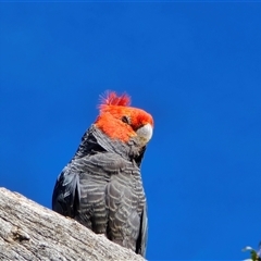Callocephalon fimbriatum (Gang-gang Cockatoo) at O'Malley, ACT - 6 Nov 2025 by Mike