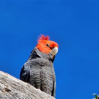 Callocephalon fimbriatum (Gang-gang Cockatoo) at O'Malley, ACT - 6 Nov 2025 by Mike