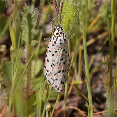 Utetheisa pulchelloides (Heliotrope Moth) at Bethungra, NSW - 7 Oct 2025 by ConBoekel