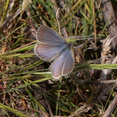 Zizina otis at Bethungra, NSW - 7 Oct 2025 by ConBoekel