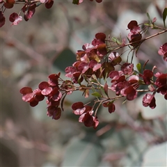 Unverified Other Shrub at Bethungra, NSW - 7 Oct 2025 by ConBoekel