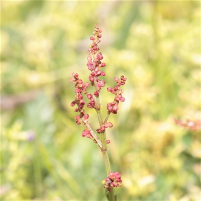 Unverified Other Wildflower or Herb at Bethungra, NSW - 7 Oct 2025 by ConBoekel