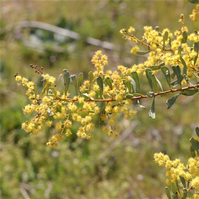 Acacia buxifolia subsp. buxifolia at Bethungra, NSW - 7 Oct 2025 by ConBoekel