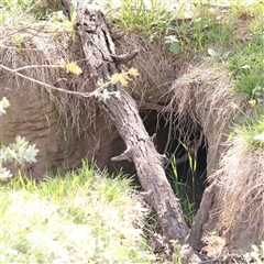 Vombatus ursinus at Bethungra, NSW - 7 Oct 2025 by ConBoekel