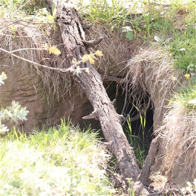 Vombatus ursinus at Bethungra, NSW - 7 Oct 2025 by ConBoekel