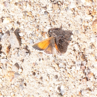 Lucia limbaria (Chequered Copper) at Bethungra, NSW - 7 Oct 2025 by ConBoekel