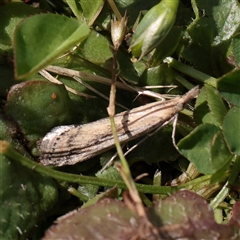 Faveria tritalis (Couchgrass Webworm) at Bethungra, NSW - 7 Oct 2025 by ConBoekel