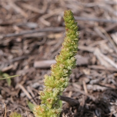 Unverified Other Wildflower or Herb at Bethungra, NSW - 7 Oct 2025 by ConBoekel