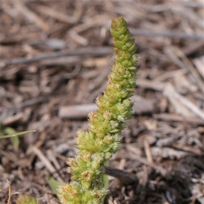 Unverified Other Wildflower or Herb at Bethungra, NSW - 7 Oct 2025 by ConBoekel