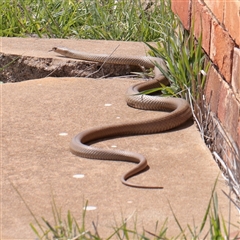 Pseudonaja textilis at Bethungra, NSW - 7 Oct 2025 by ConBoekel
