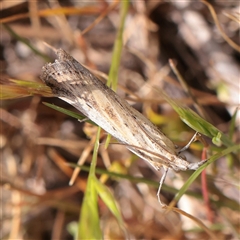 Faveria tritalis (Couchgrass Webworm) at Bethungra, NSW - 7 Oct 2025 by ConBoekel