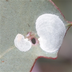 Aphalaridae (family) (A jumping plant lice) at Bethungra, NSW - 7 Oct 2025 by ConBoekel