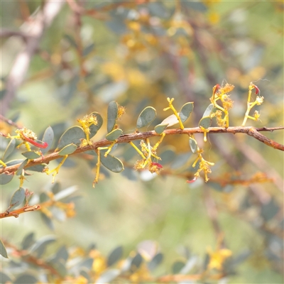 Acacia buxifolia subsp. buxifolia at Bethungra, NSW - 7 Oct 2025 by ConBoekel