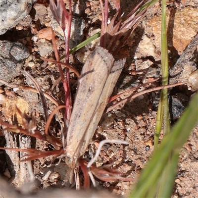 Faveria tritalis (Couchgrass Webworm) at Bethungra, NSW - 7 Oct 2025 by ConBoekel