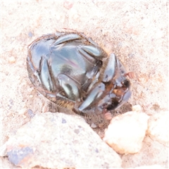 Onthophagus australis (Southern dung beetle) at Bethungra, NSW - 7 Oct 2025 by ConBoekel