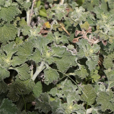 Unverified Other Wildflower or Herb at Bethungra, NSW - 7 Oct 2025 by ConBoekel