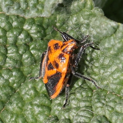 Agonoscelis rutila (Horehound bug) at Bethungra, NSW - 7 Oct 2025 by ConBoekel