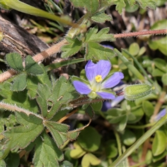 Unverified Other Wildflower or Herb at Bethungra, NSW - 7 Oct 2025 by ConBoekel